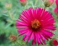 Cerise Flower Royalty Free Stock Photo