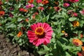 Cerise pink flowerhead of zinnia elegans Royalty Free Stock Photo