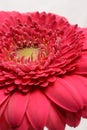Cerise pink Gerbera flower Royalty Free Stock Photo
