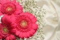 Cerise pink Gerbera flowers Royalty Free Stock Photo