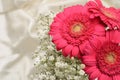 Cerise pink Gerbera flowers Royalty Free Stock Photo
