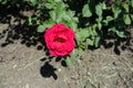 Cerise red flower of garden rose Royalty Free Stock Photo