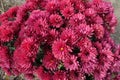 Cerise red flowers of Chrysanthemum in November