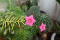 Cerise red flowers of Ipomoea quamoclit Royalty Free Stock Photo