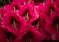 Cerise rhododendron photograph, fresh vibrant Rhod Royalty Free Stock Photo