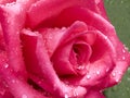 Cerise rose with raindrops closeup Royalty Free Stock Photo