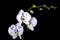 Cerise Spots on Petals of Phalaenopsis Orchid