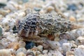 Cerith sand sea snail - Cerithium Caeruleum Royalty Free Stock Photo