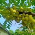 Cermai fruit in Indonesia, hang on the tree , sour and juicy fruit Royalty Free Stock Photo