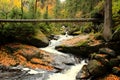 Cerna Desna.Vibrant autumn colours on a sunny day in the forest.Colourful trees during season change into the fall, soft Royalty Free Stock Photo