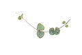 Ceropegia plant with heart shaped leaves