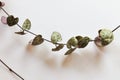 A ceropegia plant Royalty Free Stock Photo
