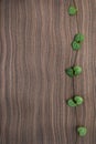 Ceropegia Woodii on ebony wood texture