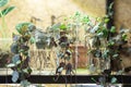 Ceropegia Woodii house plant Propagation in water