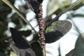 Ceroplastes rubens are parasitic on laurels. . Royalty Free Stock Photo