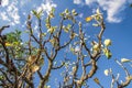 Cerrado Tree in Pirenopolis Royalty Free Stock Photo