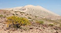 Cerro Blanco sand dune with tree, Nasca or Nazca, Peru