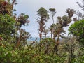 Cerro Pando Costa Rica - PanamÃÂ¡ Jurutungo