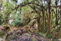 Cerro Pando Costa Rica - PanamÃÂ¡ Jurutungo