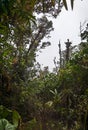 Cerro Pando Costa Rica - PanamÃÂ¡ Jurutungo