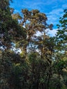 Cerro Pando Costa Rica - PanamÃÂ¡ Jurutungo