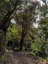 Cerro Pando Costa Rica - PanamÃÂ¡ Jurutungo