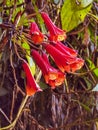 Cerro Pando Costa Rica - PanamÃÂ¡ Jurutungo