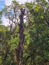 Cerro Pando Costa Rica - PanamÃÂ¡ Jurutungo