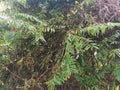 Certain type of ficus bridelia wild plant