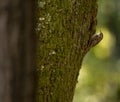 Certhia brachydactyla `Trepadeira comum` a little and cute wild bird in `Bom Jesus do Monte` Natural Park, Braga, Minho.