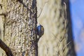 (Certhia familiaris) on a tree where it searches for food