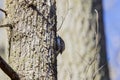 (Certhia familiaris) on a tree where it searches for food