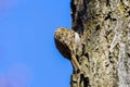 (Certhia familiaris) on a tree where it searches for food