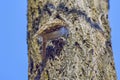 (Certhia familiaris) on a tree where it searches for food