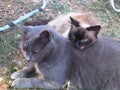 A Certosino cat and a Birmanian in the garden