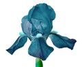 Cerulean iris flower isolated on a white background. Close-up. Royalty Free Stock Photo