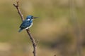 cerulean kingfisher Royalty Free Stock Photo