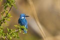 cerulean kingfisher Royalty Free Stock Photo