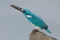 Cerulean kingfisher eating a fish