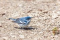 Cerulean Warbler pecks on the ground Royalty Free Stock Photo