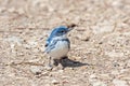 Cerulean Warbler pecks on the ground