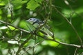 Cerulean Warbler Royalty Free Stock Photo