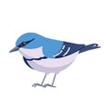 Cerulean warbler is a small songbird of the New World warbler family. Bird cartoon flat style beautiful character of