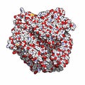 Ceruloplasmin ferroxidase enzyme. Catalyses iron oxidation. Also main copper transport protein in the blood