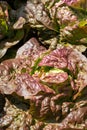 Cervanek salad lettuce growing in a raised bed at the RHS Wisley garden, Surrey UK. Royalty Free Stock Photo