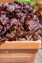 Cervanek salad lettuce growing in a terracotta pot at the RHS Wisley garden, Surrey UK. Royalty Free Stock Photo