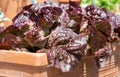 Cervanek salad lettuce growing in a terracotta pot at the RHS Wisley garden, Surrey UK. Royalty Free Stock Photo