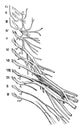 Cervical and Brachial Nerve Plexuses, vintage illustration
