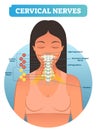 Cervical nerves medical anatomy diagram vector illustration. Human neurological network scheme in neck region. Royalty Free Stock Photo