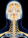 The cervical nerves